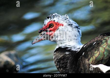 Eine moskauer drake Ente preening . Stockfoto