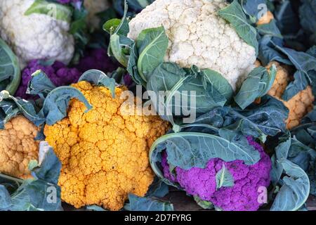 Verschiedene Blumenkohlpflanzen, Ernte, E USA, von James D Coppinger/Dembinsky Photo Assoc Stockfoto