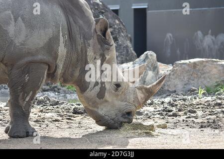 Weißes Nashorn im Zoo Granby, Granby, Kanada Stockfoto