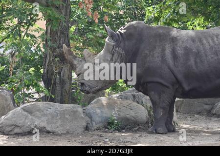 Weißes Nashorn im Zoo Granby, Granby, Kanada Stockfoto