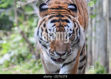 Ein sibirischer Tiger (Amur Tiger) im Zoo Granby, Granby, Kanada Stockfoto