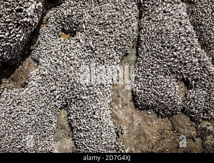 Seepocken bedecken die vorgelagerten Felsen vor dem 2. Strand im Olympic National Marine Reserve and National Park Strip, Washington, USA. Stockfoto