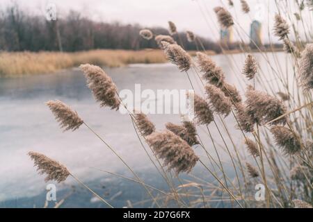 Schöne Winterlandschaft Hintergrund der Pampas Gras bewegen in der Wind ruhige Natur Hintergrund des gefrorenen See Stockfoto