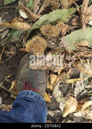 Fuß eines Mannes, der auf Herbstblätter in einem tritt Wald Stockfoto