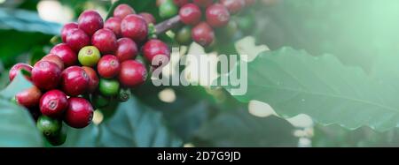 Kaffeekirsche in der Pflanze Stockfoto