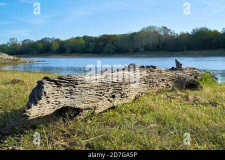 Alte Mooreiche ausgesetzt durch niedriges Wasser an den Ufern Der Elbe bei Magdeburg Stockfoto