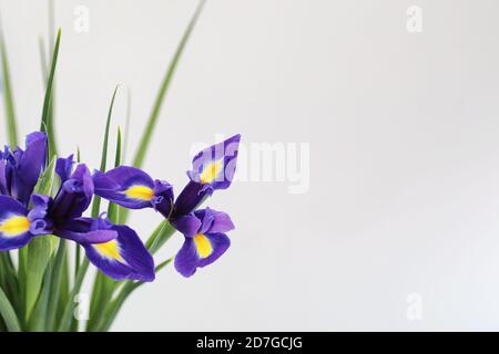 Purple Iris auf weißem Hintergrund mit Schmetterlingen Stockfoto