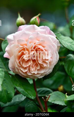 Eine rosa Rose genießt einen Frühlingsgarten Stockfoto