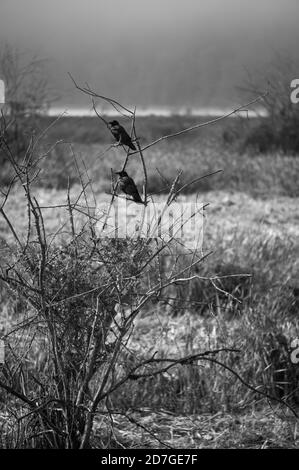 Zwei schwarze Krähen sitzen auf Ästen ohne Blätter Stockfoto