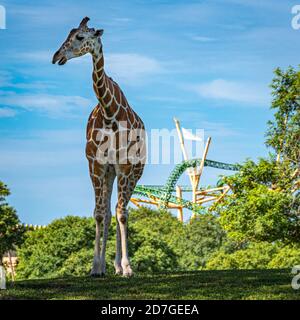 Afrikanische Giraffe (Giraffa camelopardalis) mit Cheetah Hunt extreme Achterbahn im Hintergrund bei Busch Gardens in Tampa, Florida. (USA) Stockfoto