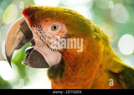 Bunte Hybrid-Ara, die spricht und singt Busch Gardens Tampa Bay in Tampa, Florida. (USA) Stockfoto