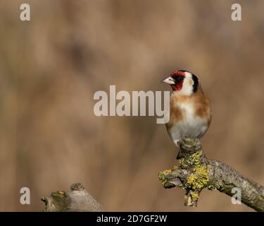 Selektiver Fokus Goldfinch, Carduelis carduelis, thront auf einem Ast mit Herbstfarben Stockfoto