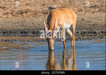 Saiga tatarica an einem Bewässerungsort trinkt Wasser Stockfoto