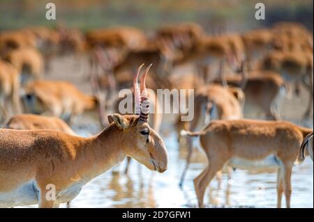 In der Nähe uo saiga an der Wasserstelle trinkt das Wasser Stockfoto