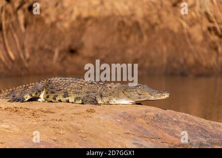 Nilkrokodil, Crocodylus niloticus, Ruhe neben dem Fluss, fangen einige Sonne, Pilanesberg National Park, Südafrika Safari Tierwelt Stockfoto