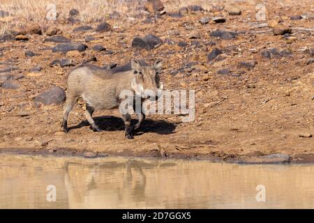 Afrika Schwein Warzenschwein am Wasserloch in Pilanesberg Game Reserve, Südafrika Safari Wildlife Stockfoto