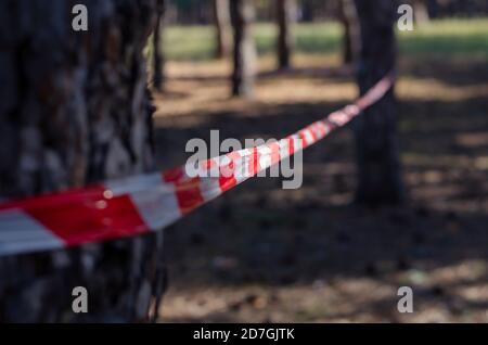 Kiefernholz und rotes Warnband. Warnband ist um die Bäume gedehnt. Verbot des Besuchs des Waldes. Krimineller Vorfall oder Vereid 19. Ohne Stockfoto