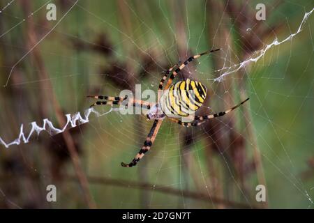 Wespe Spider - Argiope bruennichi, schöne farbige Orbis-wischende Spinne aus europäischen Wiesen und Sträuchern, Schweiz. Stockfoto