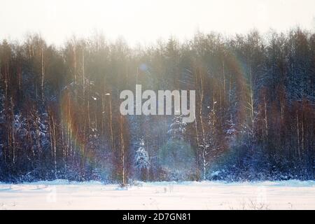 Der Waldrand und die Bäume im Frost an einem sonnigen Tag. Zarte Spitze von verschneiten Ästen. Rücklicht Stockfoto