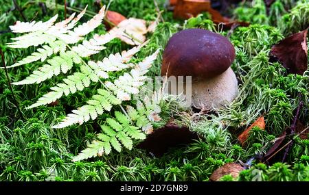 Schöner Pilz auf Moos im Wald in Pilzsaison weißer Pilz (Boletus edulis, Königskolete). Gelbes Espenblatt am Herbsttag Stockfoto