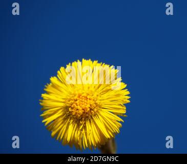 Foalfoot (Tussilago fara) blüht zuerst. Beispiel der Kontrastfarben (Verstärkung einer Farbe durch eine andere). Leuchtend gelbe Pflanze auf hellblauem Hintergrund Stockfoto