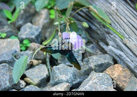 Wilde Biene, Carpenter Biene (Xylocopa sp.) bei Blüte sammelt Nektar und bestäubt Blumen. Sri Lanka Stockfoto