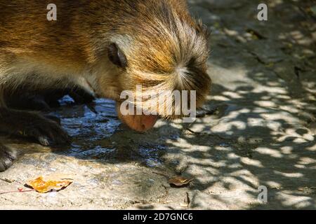 Bewässerung. Toque Macaque (Macaca sinica) (Fütterung weiblich) versucht, das Wasser auf der Straße Steine zu lecken, Es ist Sri Lanka endemisch. Nahaufnahme im Hochformat Stockfoto