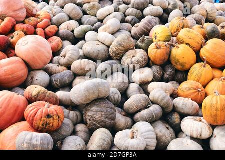 Viele riesige und Mini-dekorative Kürbisse auf dem Bauernmarkt. Thanksgiving Feiertage Saison und Halloween Dekor. Herbstharver, Herbst natürliche Textur Stockfoto