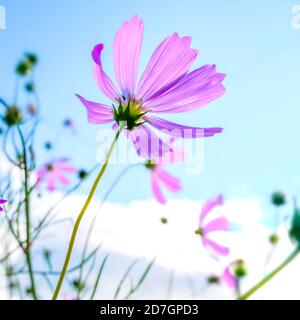 Schöne rosa cosmea Blume Nahaufnahme auf einem blauen Himmel Hintergrund, Ansicht von unten. Foto mit selektivem Fokus. Hochwertige Fotos Stockfoto