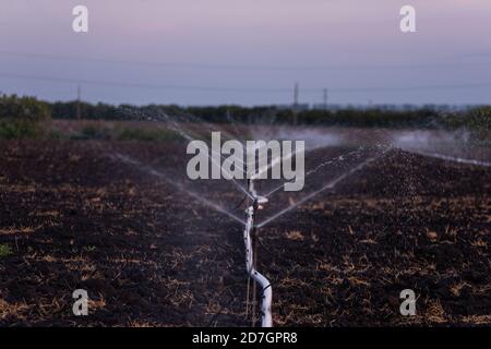 Autonomes Bewässerungssystem für Land und Feldfrüchte. Rohre mit Wasser liegen auf dem schwarzen Boden, Bewässerung der Sämlinge kommt durch die Stockfoto