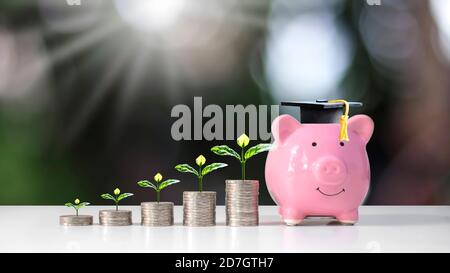 Wachsende Pflanze auf Münzstapel und Absolvent Hut auf Sparschwein auf verschwommene grüne Natur Hintergrund Bildung und Finanzen Konzept platziert. Stockfoto