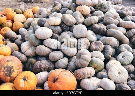 Viele riesige und Mini-dekorative Kürbisse auf dem Bauernmarkt. Thanksgiving Feiertage Saison und Halloween Dekor. Herbstharver, Herbst natürliche Textur Stockfoto