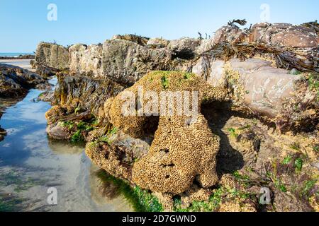 Meeresanbau auf Felsen in Widemouth Bay, Cornwall, Großbritannien. Stockfoto