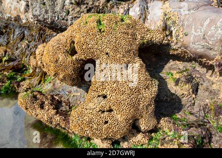 Meeresanbau auf Felsen in Widemouth Bay, Cornwall, Großbritannien. Stockfoto