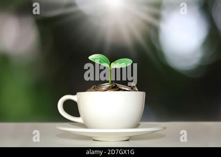 Baum wächst auf Geld Haufen in weißen Kaffeetasse mit verschwommenen grünen Natur Hintergrund finanzielles Wachstum Konzept. Stockfoto