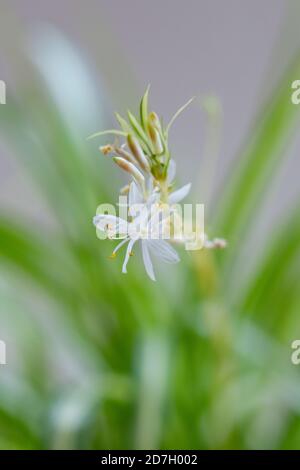 Chlorophytum comosum oder Spinnenpflanze in Blüte - aus nächster Nähe Der kleinen weißen Blume am Ende des langen Bogenwindes Stiel Stockfoto
