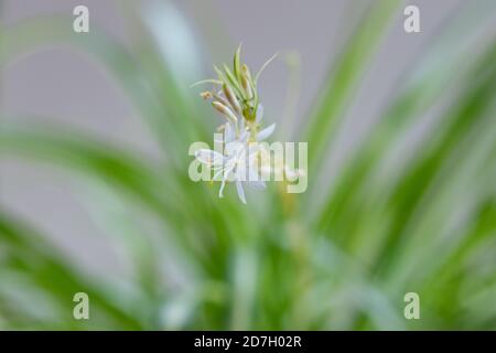 Chlorophytum comosum oder Spinnenpflanze in Blüte - aus nächster Nähe Der kleinen weißen Blume am Ende des langen Bogenwindes Stiel Stockfoto