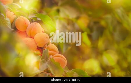 Süße Aprikosen am Ast, Sommerfrucht Ernte, natürlicher grüner Hintergrund Stockfoto