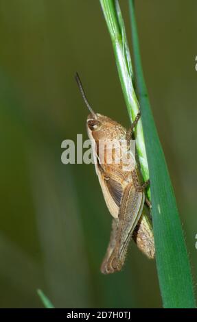 Nahaufnahme von Cricket auf einem Grashalm Stockfoto