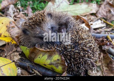 Niedlichen schlafenden Igel erinaceus europaeus im Herbst tschechischen Landschaft Stockfoto