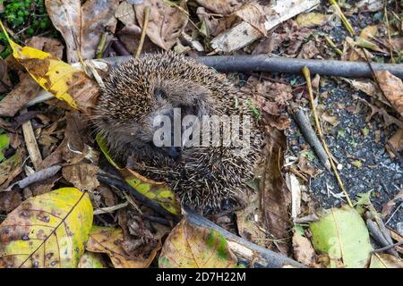 Niedlichen schlafenden Igel erinaceus europaeus von oben im Herbst tschechisch Querformat Stockfoto