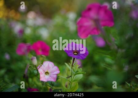 Erstaunliche lebendige rosa, lila und violette Petunia Blumen wachsen im Garten Stockfoto
