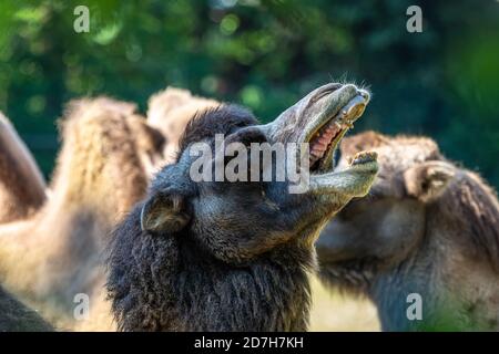 Die baktrischen Kamele, Camelus bactrianus ist ein großes, Selbst-toed ungulate native auf den Steppen Zentralasiens. Die baktrischen Kamel hat zwei Höcker auf seine Stockfoto