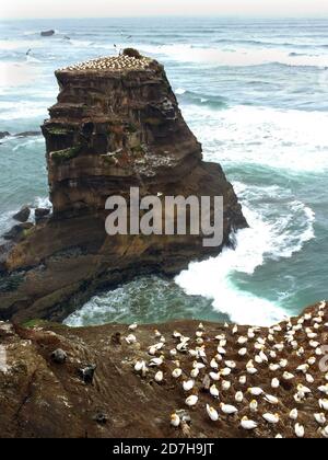 Australische Gannet, Australasian Gannet (Morus Serrator, Sula Serrator), Kolonie am felsigen Ufer, Neuseeland, Nordinsel, Muriwai Gannet Stockfoto