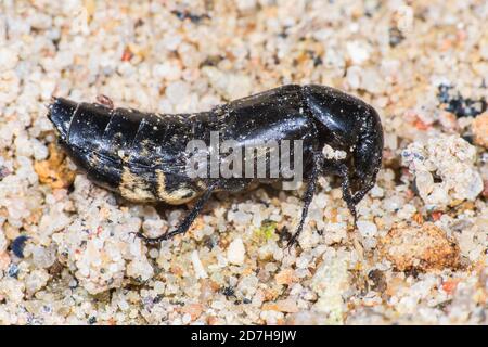 Behaarte Rotkäfer (Creophilus maxillosus), auf sandigen Boden, Deutschland Stockfoto