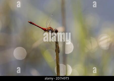 Ruddy sympetrum, Ruddy darter (Sympetrum sanguineum), männlich auf Ausblick, Deutschland, Bayern Stockfoto