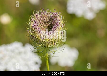 Königin Annes Spitze, wilde Karotte (Daucus carota), aufgerollter Blütenstand, Deutschland, Bayern, Isental Stockfoto