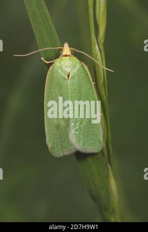 pea-grüne Eiche Locken, grüne Eiche tortrix, Eiche leafroller, grüne Eiche Roller, Eiche tortrix (tortrix viridana), sitzen an einem Grashalm, Rückenansicht, Stockfoto