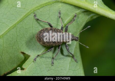 Alfalfa Schnauzkäfer (Otiorhynchus ligustici), sitzt auf einem Blatt, Deutschland Stockfoto