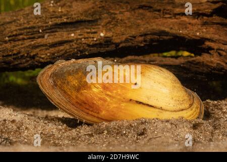 Malermuschel (Unio pictorum, Pollicepes pictorum), Siphon sichtbar, Deutschland Stockfoto